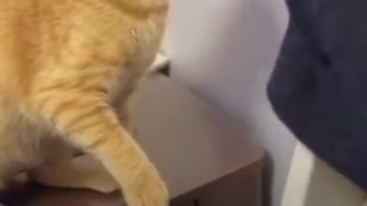 Cat funny video