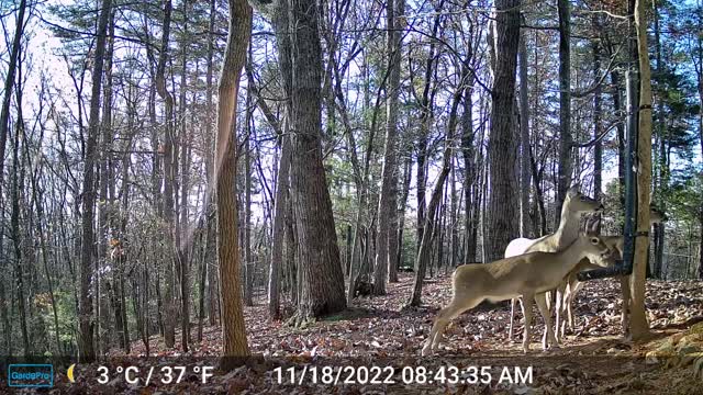The Woods – 11/18/2022
