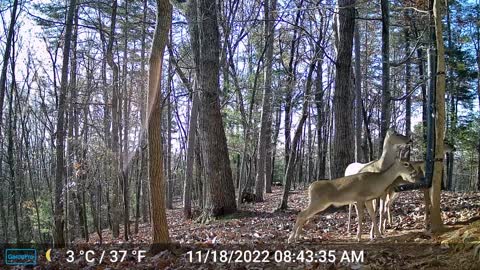 The Woods – 11/18/2022