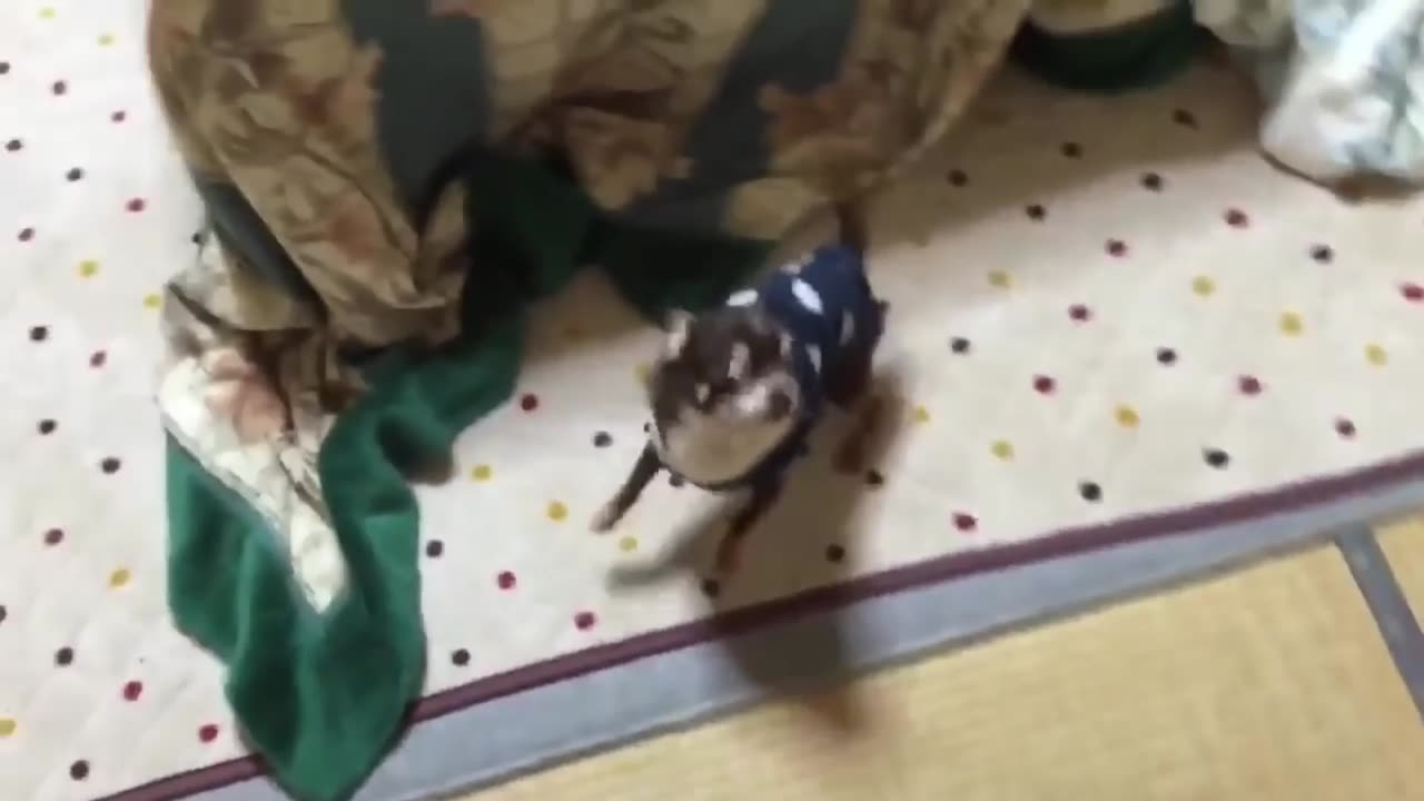 Reaction of my dog while I come from my job