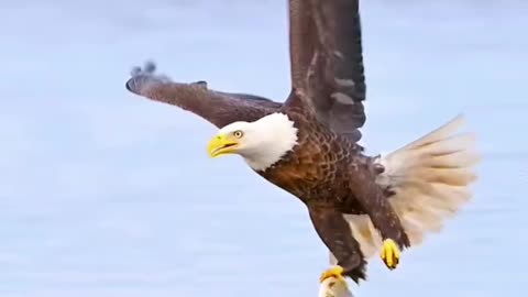 Amazing Eagle catch the Fish 🐟 😬😬