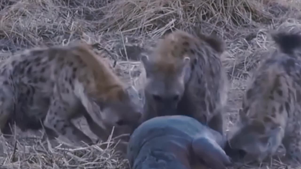 This baby hippo was attacked by hyenas and his life is almost over