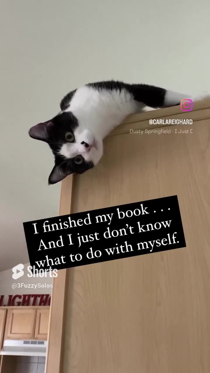 Cat demonstrates book hangover