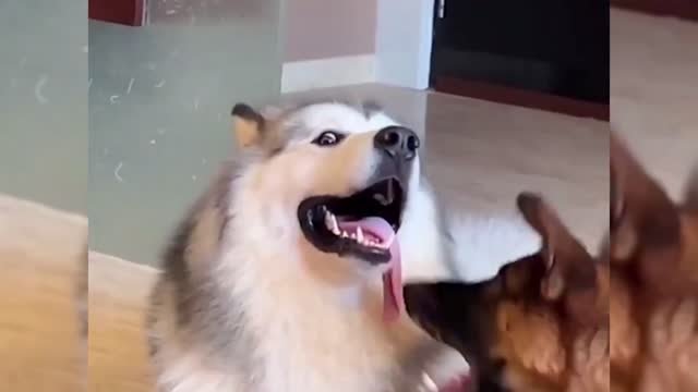 Funny Animal Videos