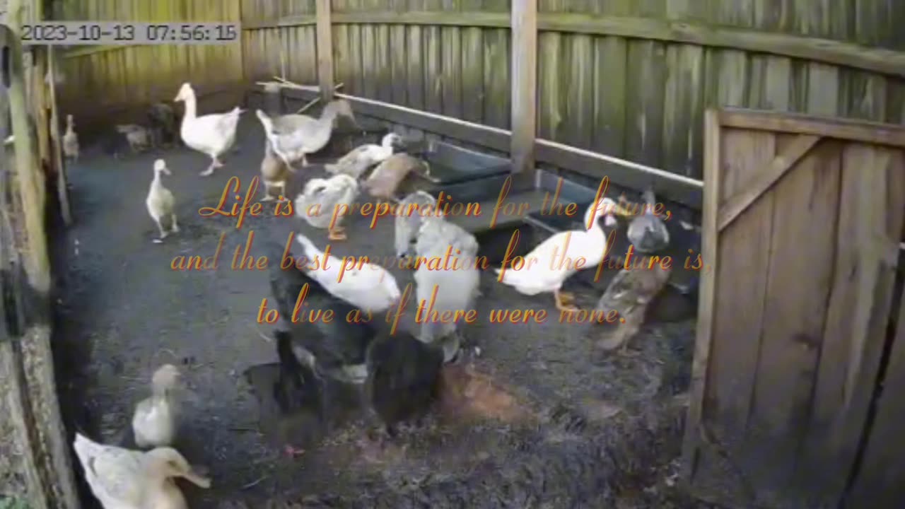 Sweet MoFo's Farm 35 lessons from Albert Einstein