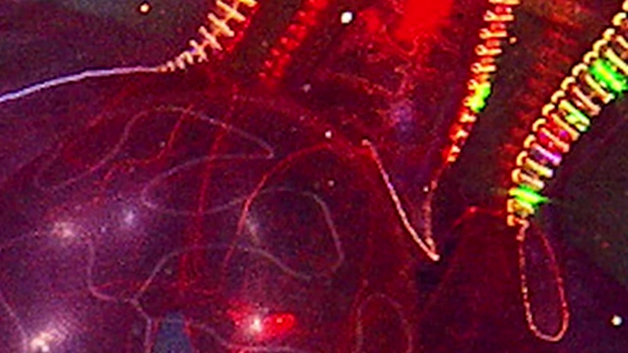 mind blowing blood belly comb jelly