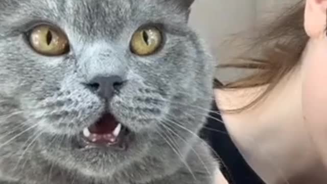 Cat video