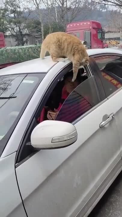 1.Cats and dogs _ cats meowing _ cats funny videos #shorts