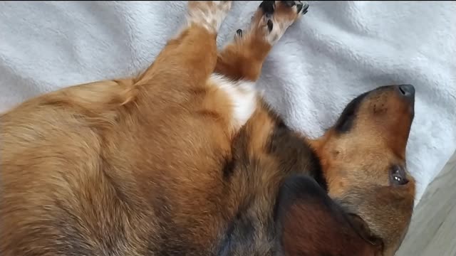 Sausage dog relaxing on the sofa