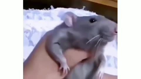 funny rat dance