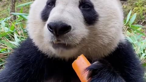 The giant panda