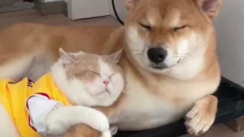 Dog and Cat friendship