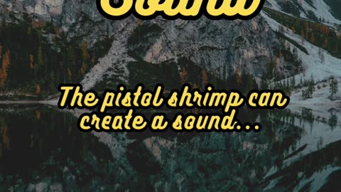 Animal Facts Pistol Shrimp Sound #shorts