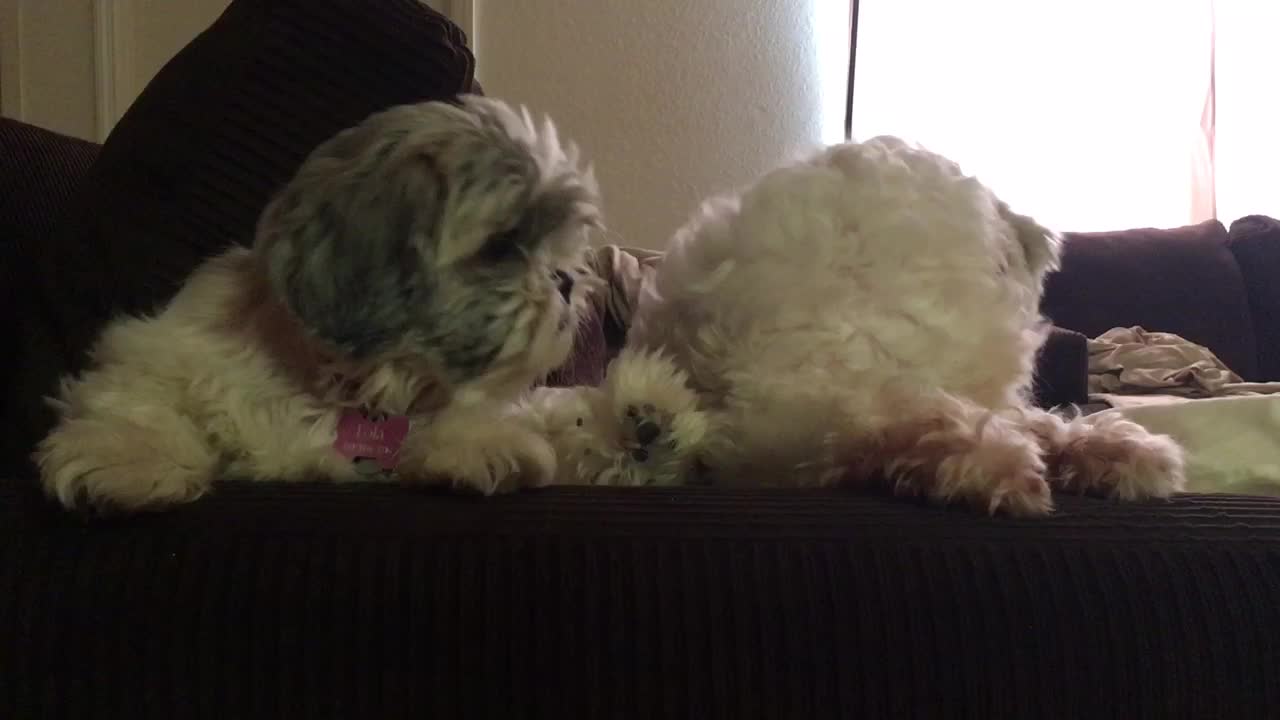 Shih tzu tries to talk