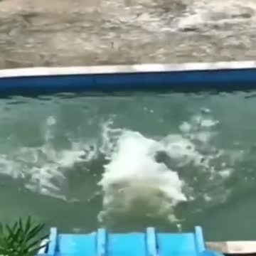 Funny dog videos | Shot on iPhone #shorts #trending #funny #dog #0137