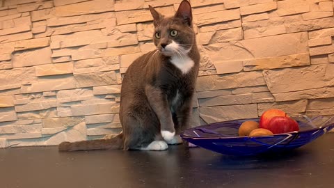 Cute cat plays with fruit