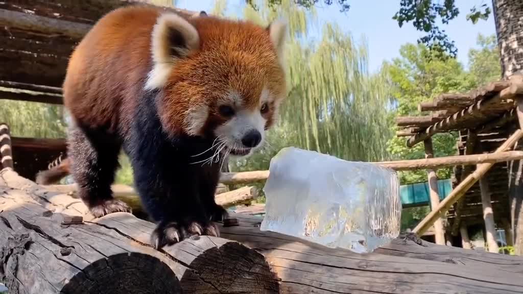 Red Panda