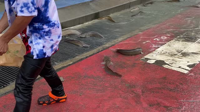 Fish Found Flopping in Street After Flood