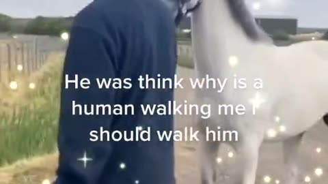 Man vs donkey