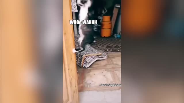 Cat webslings to save MJ
