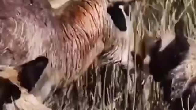 Animal hyena antelope