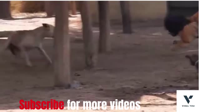 Dogs scared of fake tiger Funny Video(Part 2)😂😂