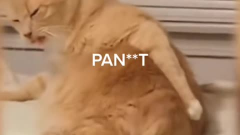 cat scratching ass