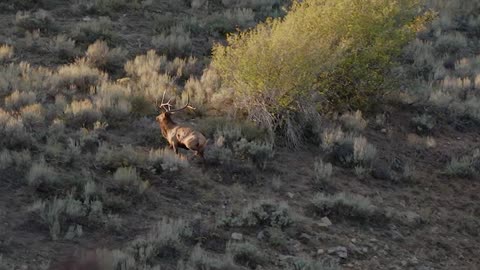 Lee Hunts a Huge Elk