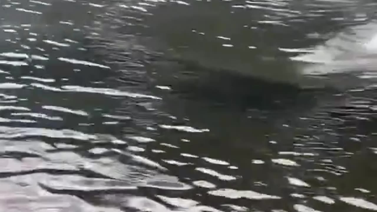 Crocodile Speed