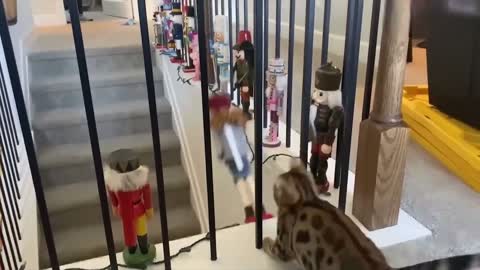 Cute animals, make people laugh, enjoy together