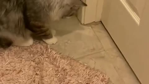 Cute Cat 🐈
