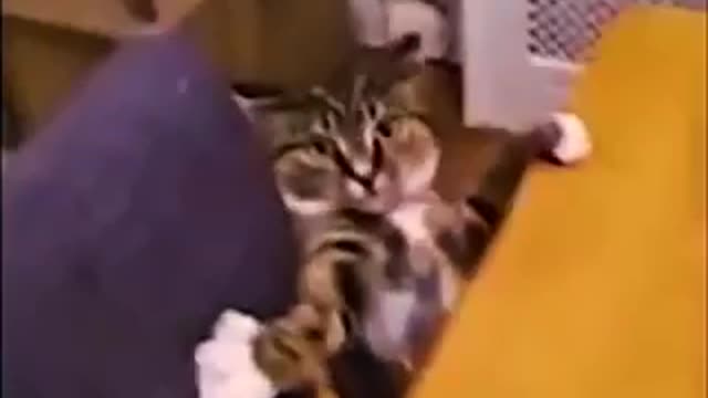 Funy Kats