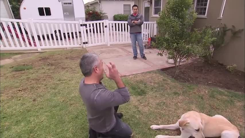 dog Video