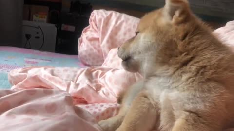 Angry dog