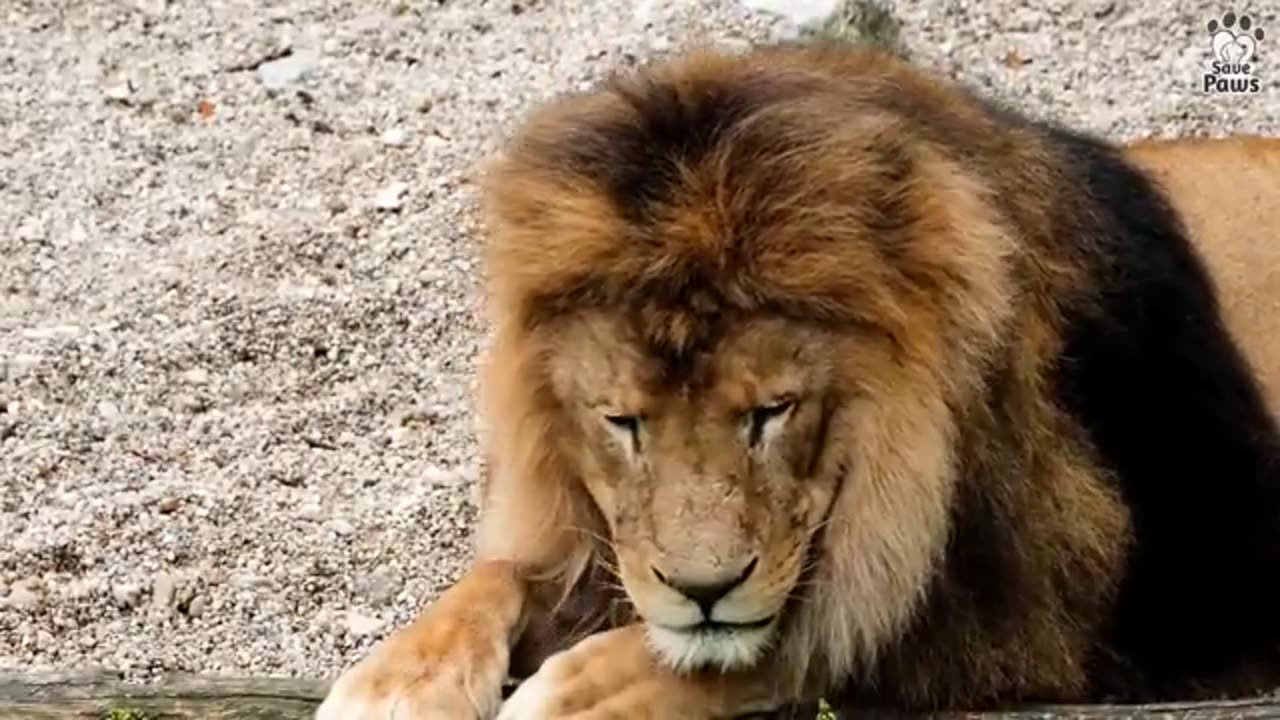 Lion cub grew up with dog from childhood