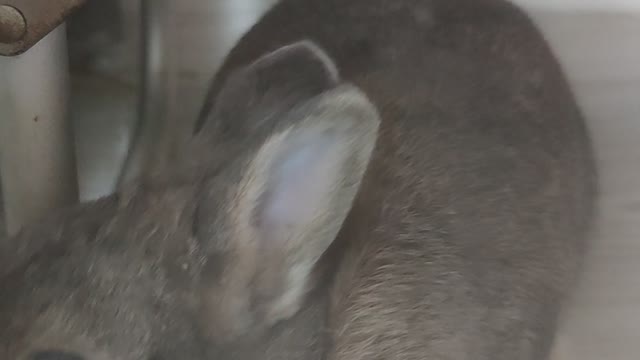 Naughty Bunny Paws at Window