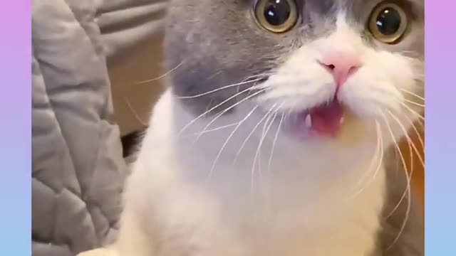 Cute and Funny Cat and dog video Compilation