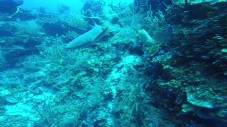 Nurse Sharks Everywhere