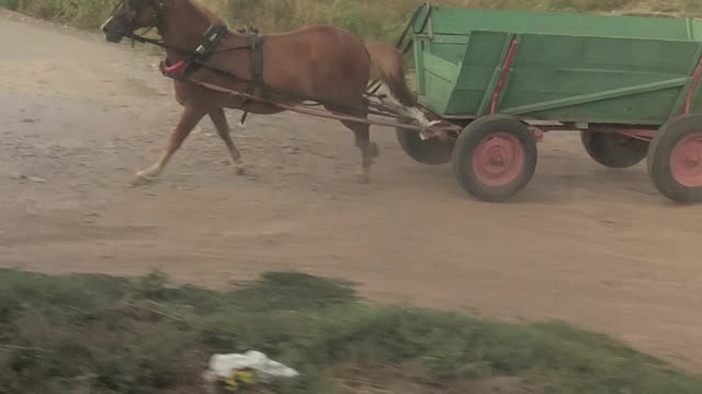 Spooked Horse Hits Train