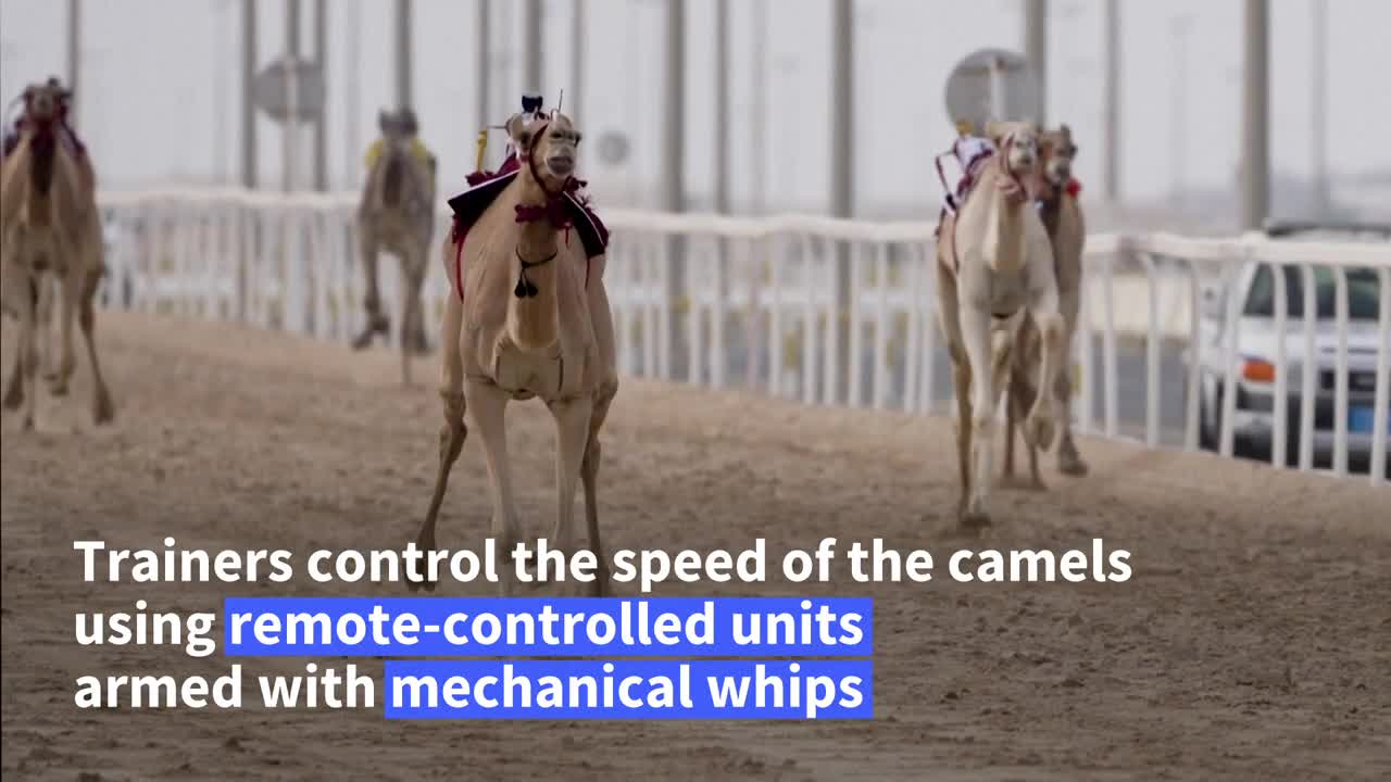 Qatari camel robo-jockeys hope to attract World Cup crowd