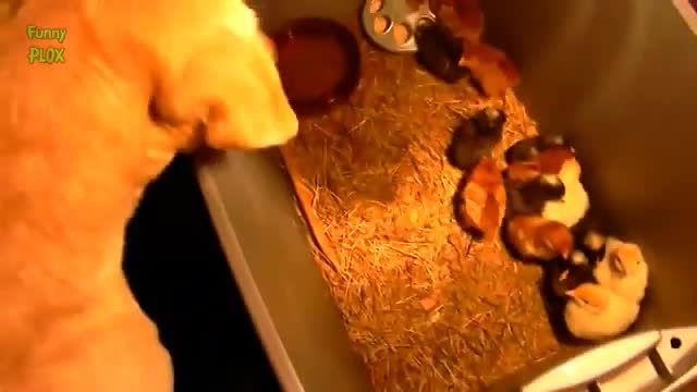 Funny Dogs Protecting Baby Chicks Compilation 2022 New Hd 🐽