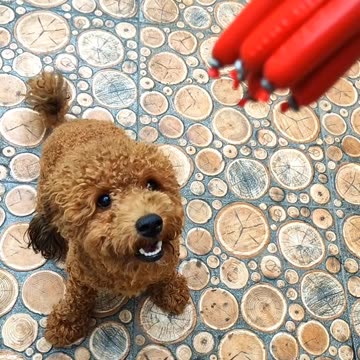 Poodle jump to get sosis in my hand