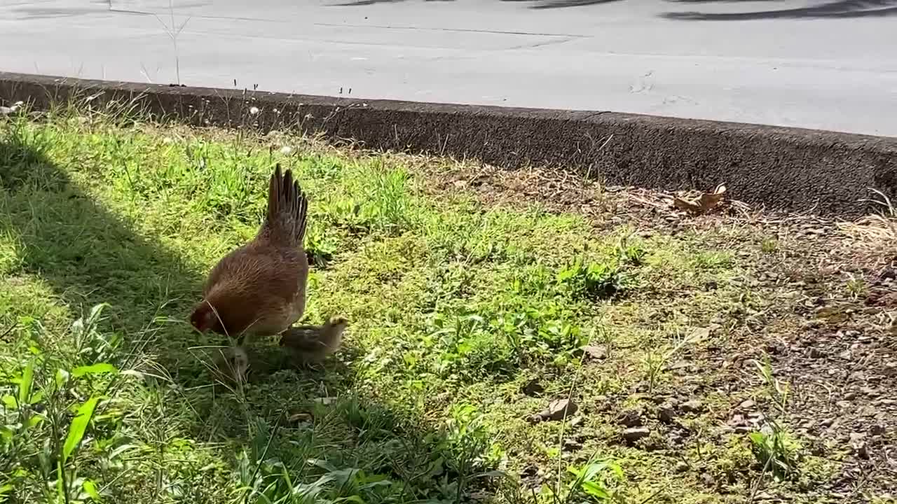 Feeding chickens while advocating for PROLIFE at Hilo’s Baby Killing Center