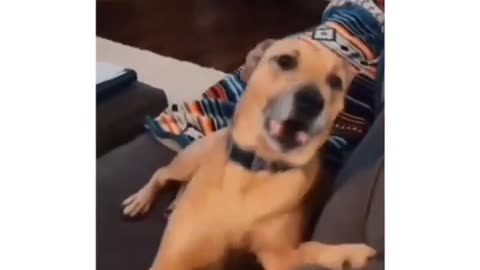 Dog cute compilation