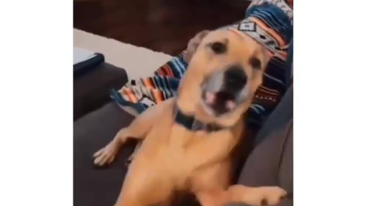 Dog cute compilation