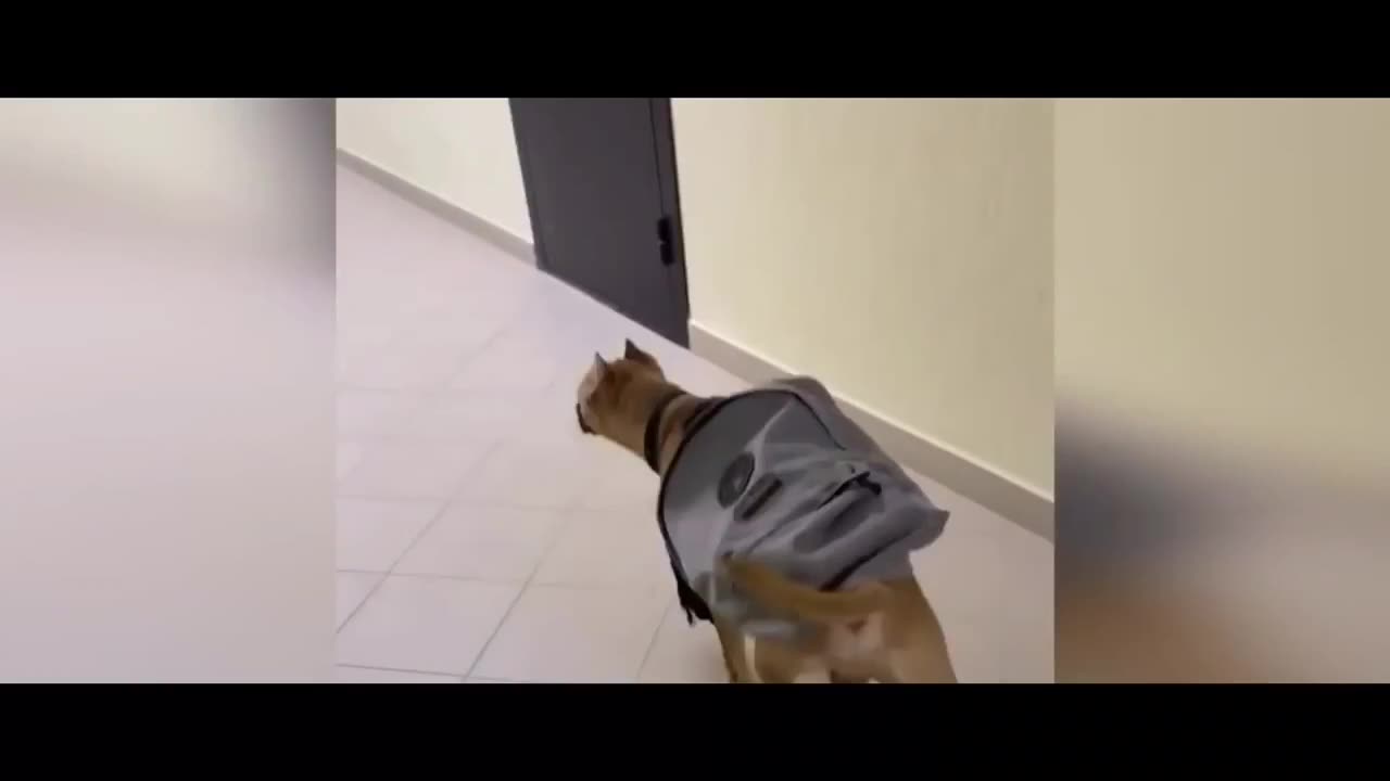 Dog going to school | funny dog videos