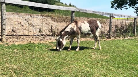 Zoo in Westminster, MD