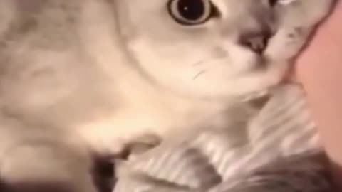 Cute Cat Playing - Try Not To Laugh