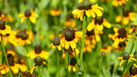Bee