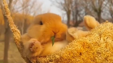 Cute rabbit